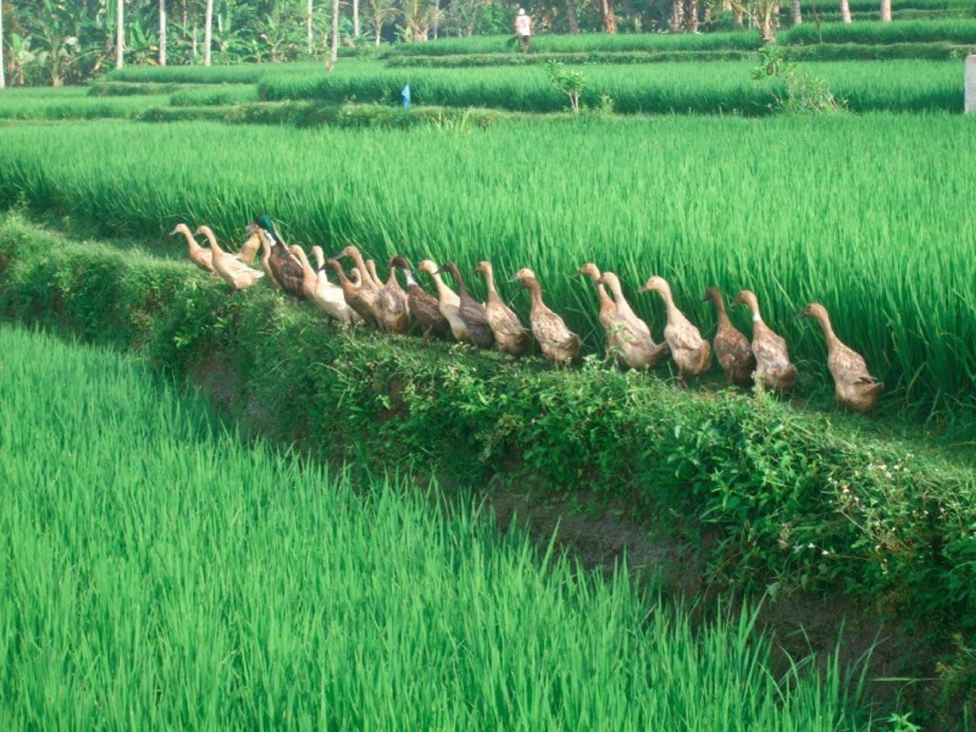 วิลล่าปูรีดาร์มาอากุง อูบุด ภายนอก รูปภาพ